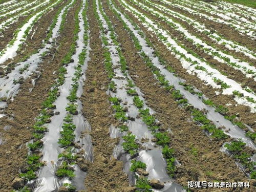 塑料星球 生物可降解塑料的发展与未来