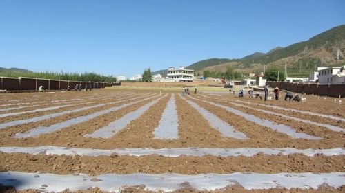 2015年全国可控全生物降解地膜农田试验种植圆满完成