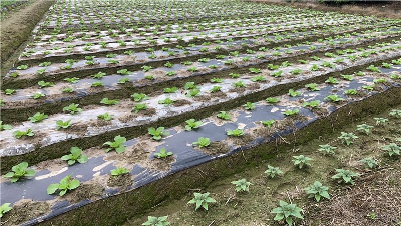 萧山推广应用全生物降解地膜,掀起农田"绿色革命"