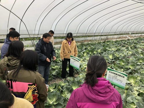 全市全生物降解地膜替代技术观摩培训会在宜兴市召开