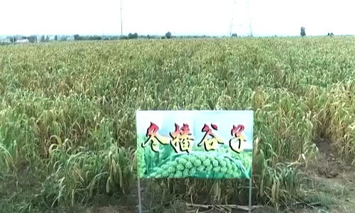 山西朔州推广谷子冬播 有效锁住水分实现 秋雨春用