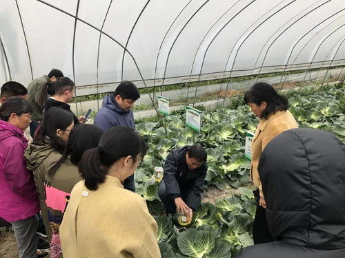 全市全生物降解地膜替代技术观摩培训会在宜兴市召开