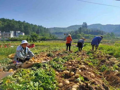 新平县马铃薯全生物降解膜首次试验取得良好成效