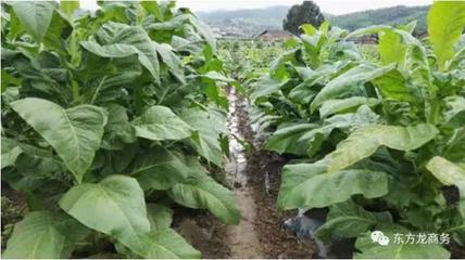 生物降解农业地膜投资选址项目